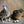 Jumbo Browns, Coturnix Quail - Live Birds