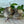 Jumbo Browns, Coturnix Quail - Live Birds