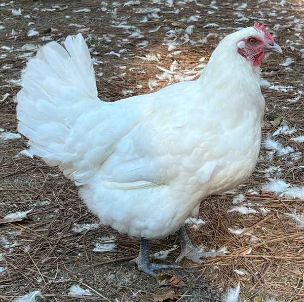 "Abigail's--"Crystal Foot"---  "North Star Bresse"-Breeder quality WHITE AMERICAN BRESSE- NORTH STAR's VERY BEST!