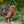 Celadon Quail Chicks and Adults - Live Birds